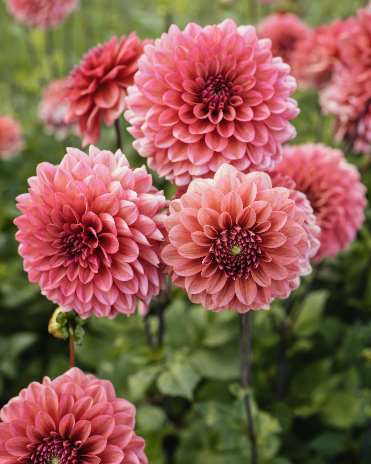 Dahlia Salmon Runner in bloei (zalmroze)