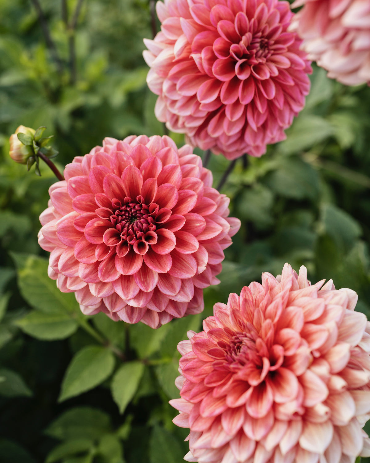 Biologische dahlia Salmon Runner van De Groene Makers (zalmroze)