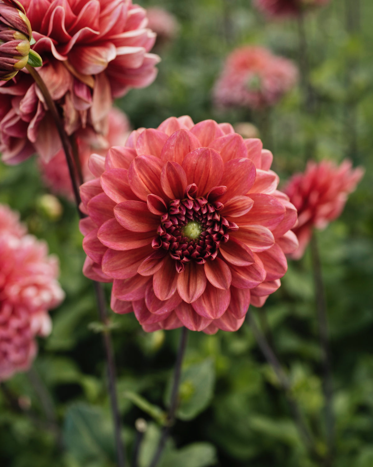 Dahlia Salmon Runner, een van de tien soorten in dahliapakket Gouden Uur