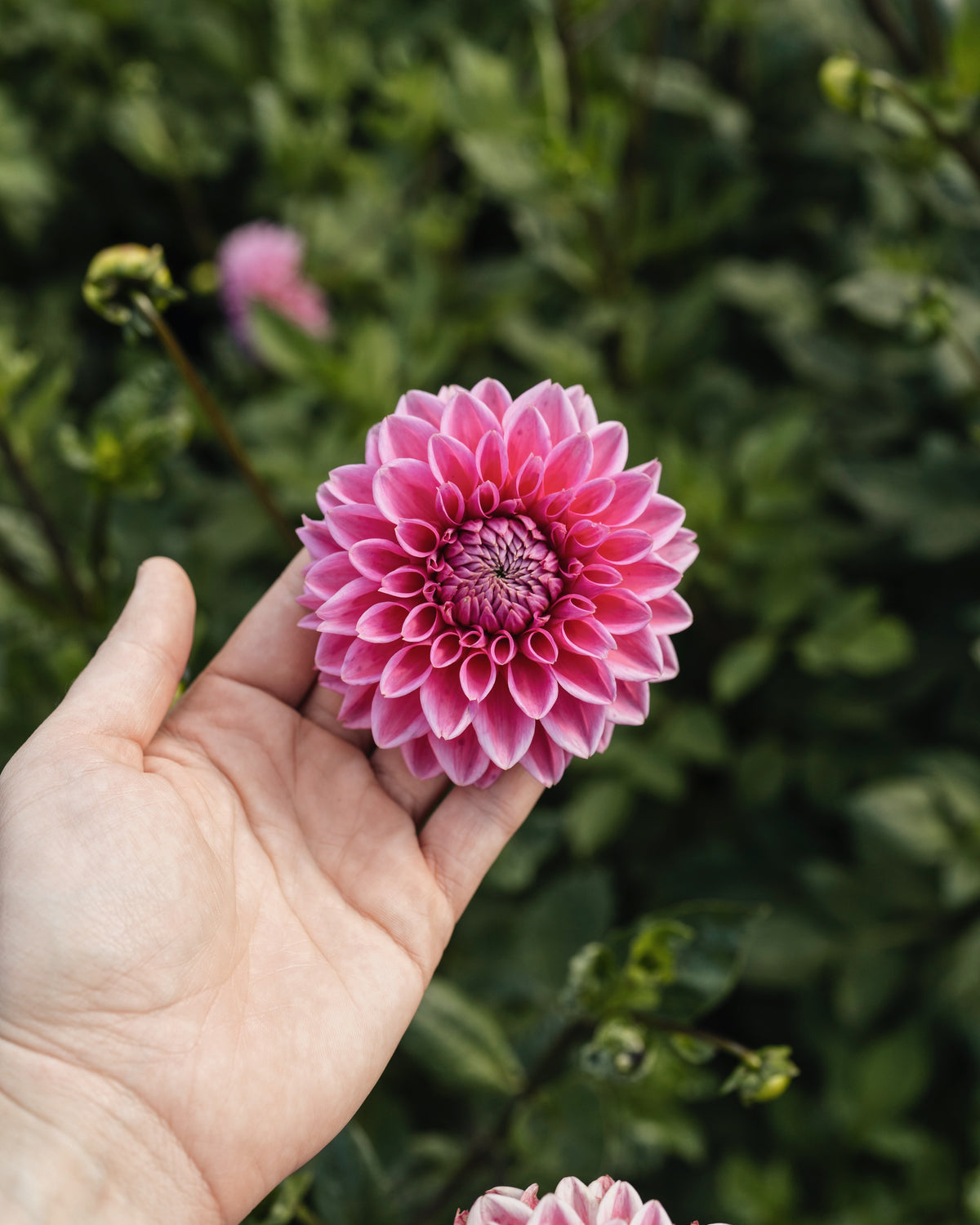 Dahlia Sandra in bloei (roze)