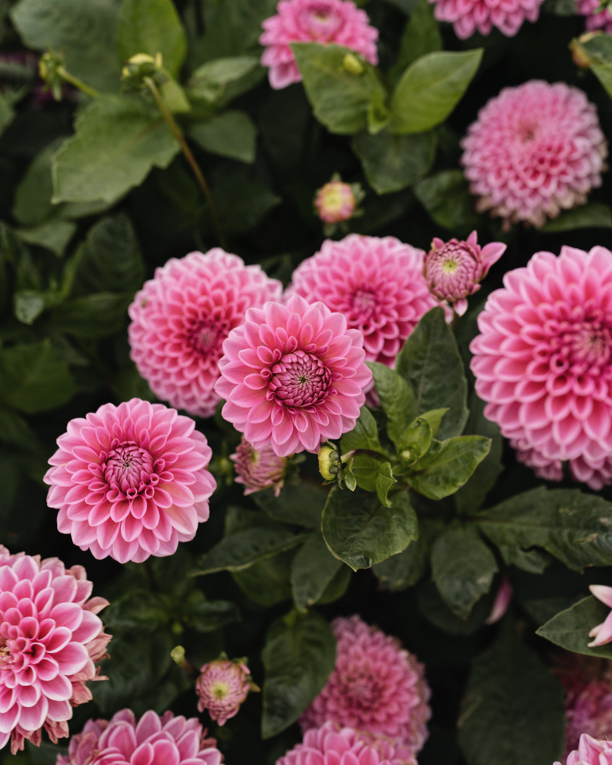 Biologische dahlia Sandra van De Groene Makers (roze)