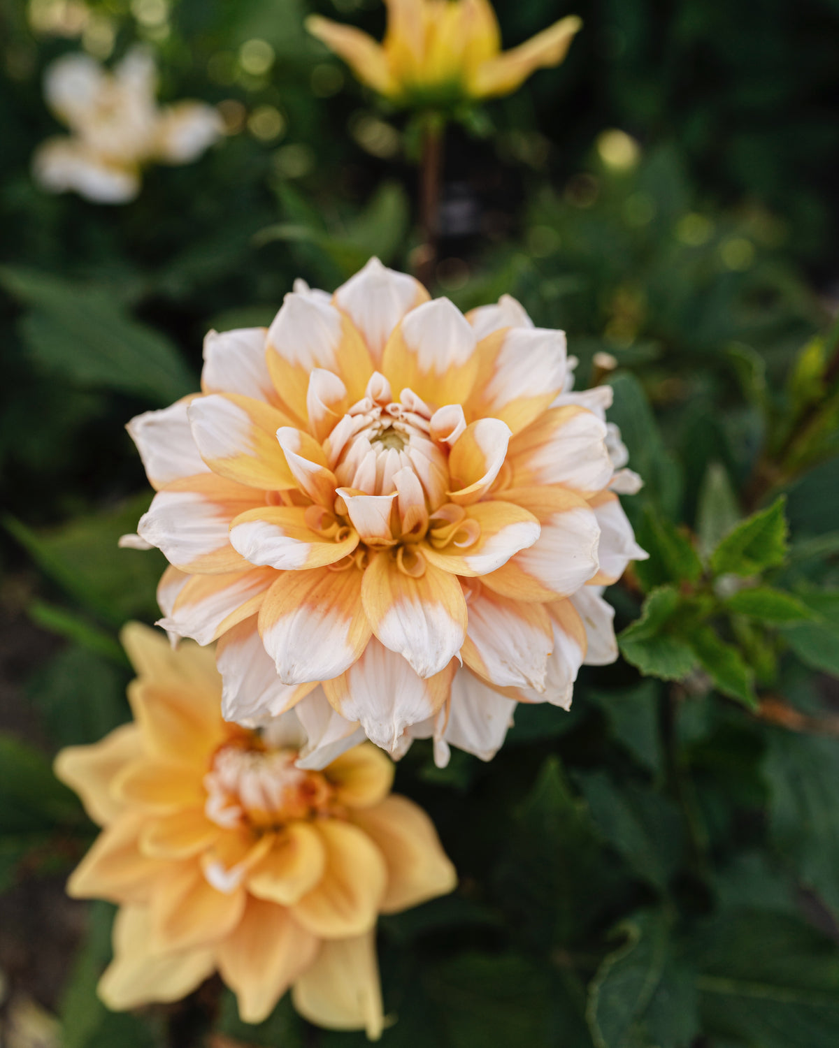 Dahlia Seattle in bloei (geel met witte toppen)