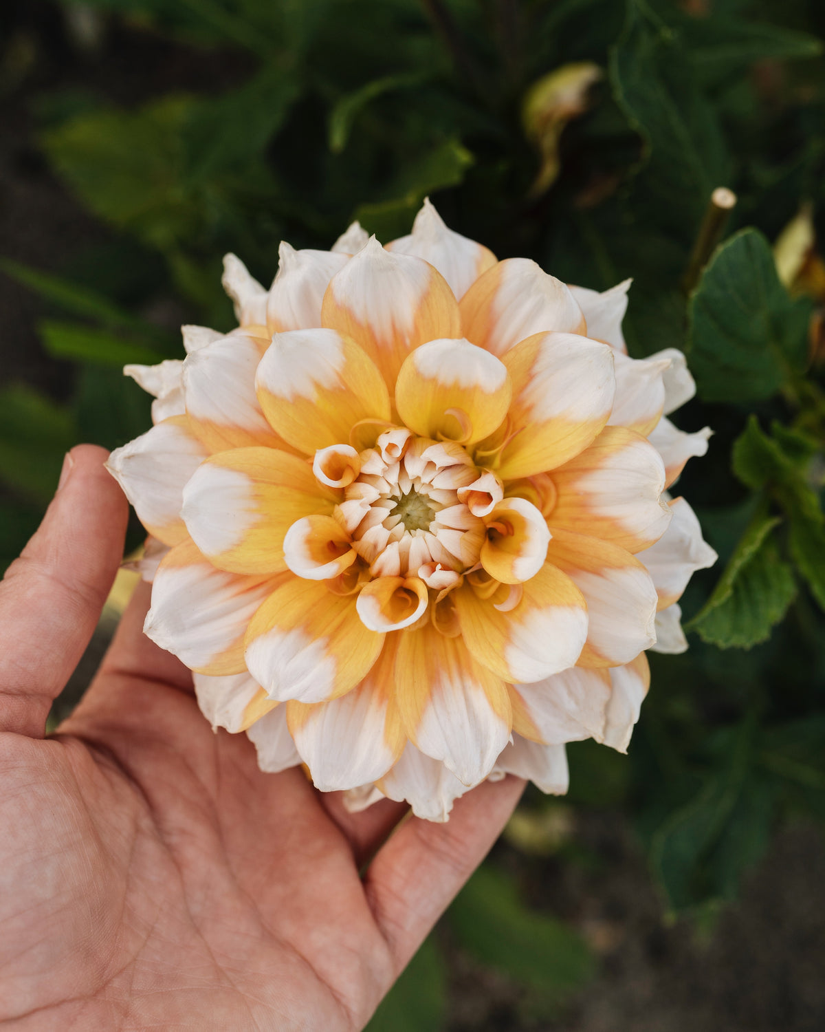 Biologische dahlia Seattle van De Groene Makers (geel met witte toppen)
