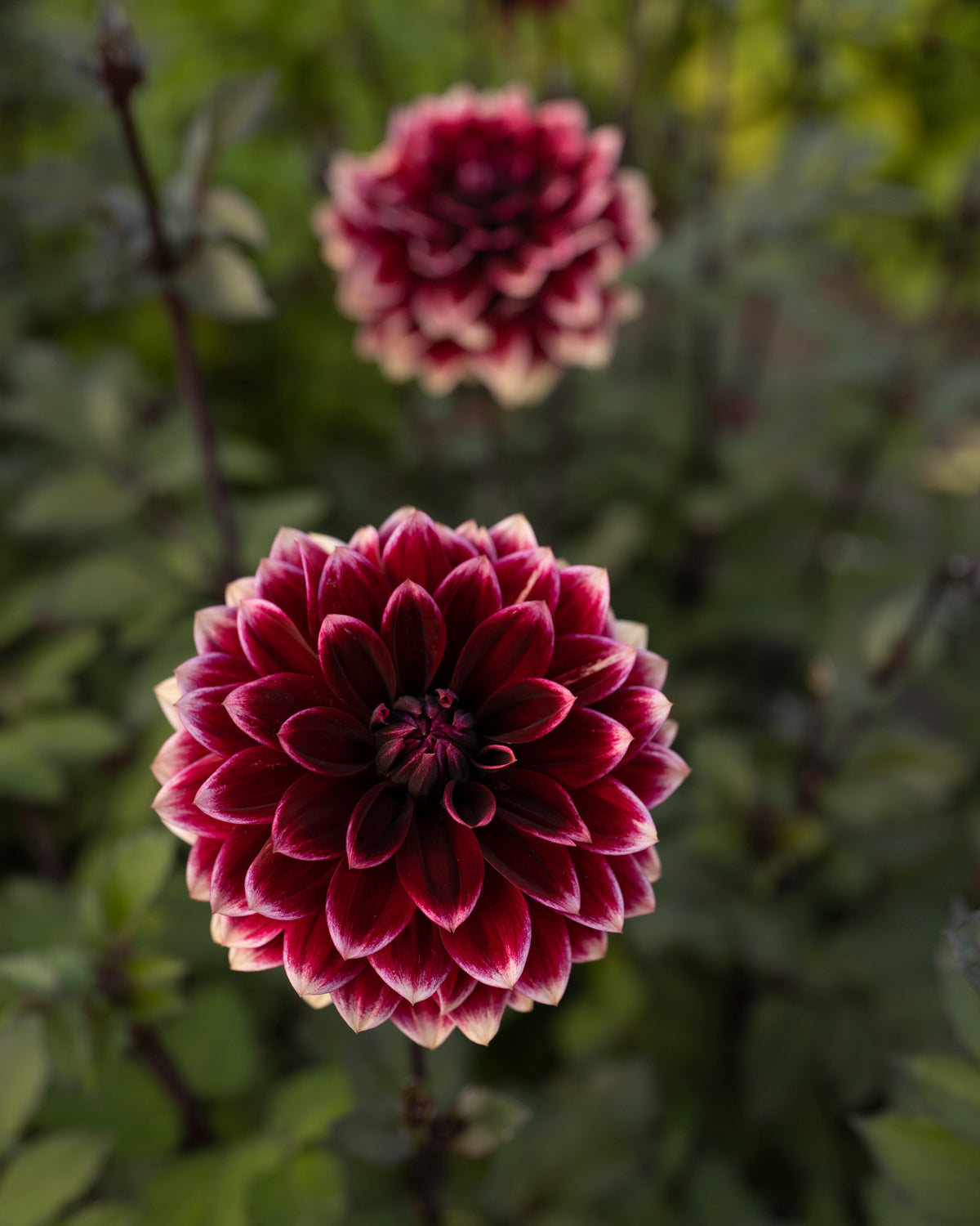 Dahlia Sissinghurst in bloei (donkerrood met koffie-crème rand)