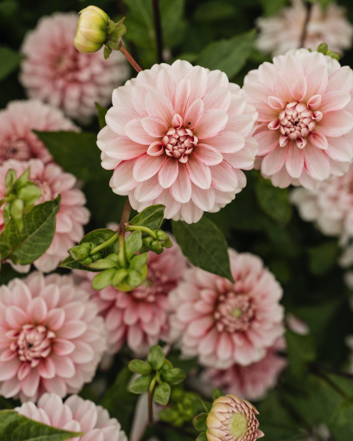 Dahlia Strawberry Cream in bloei (rood met wit)