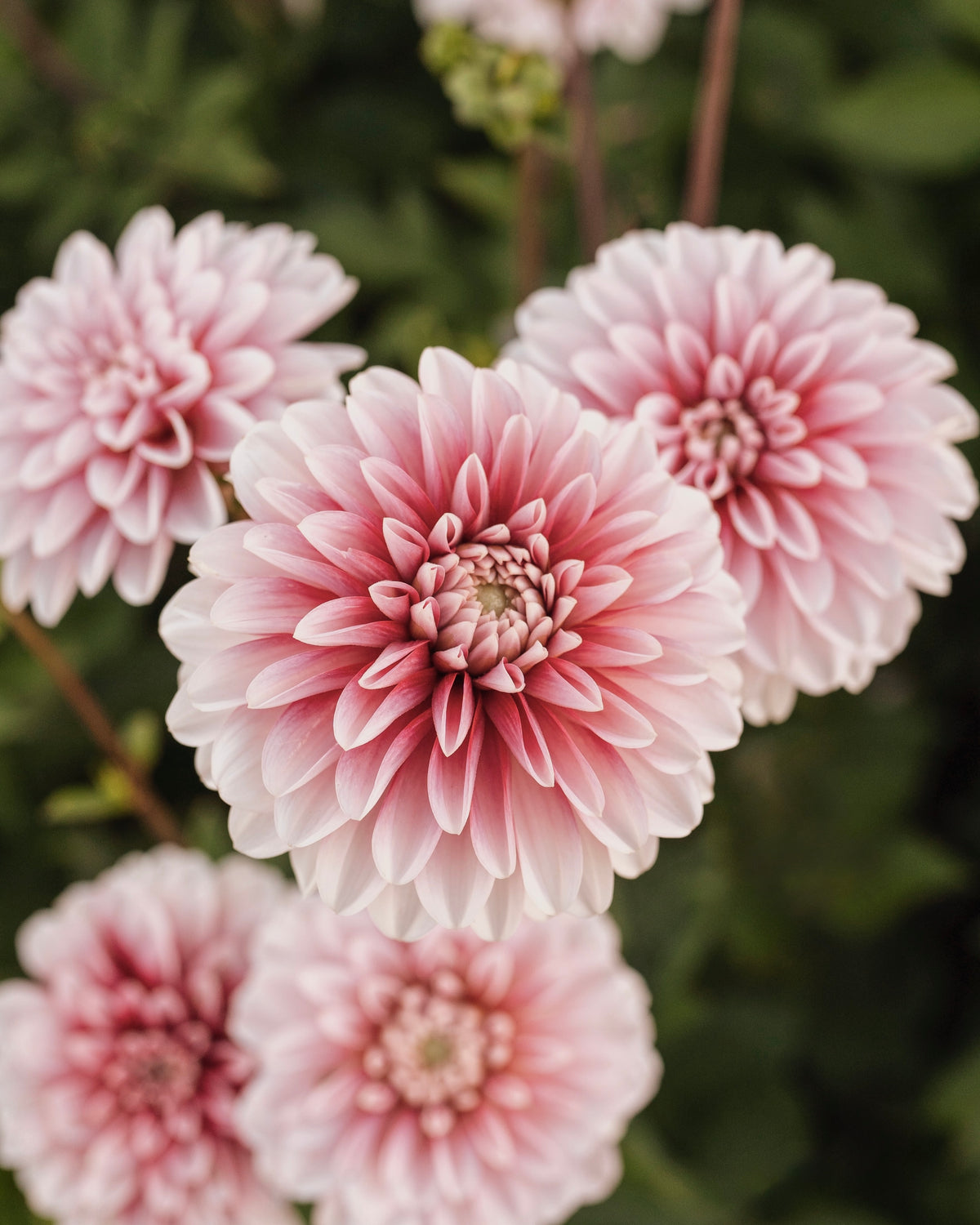 Biologische dahlia Strawberry Cream van De Groene Makers (rood met wit)