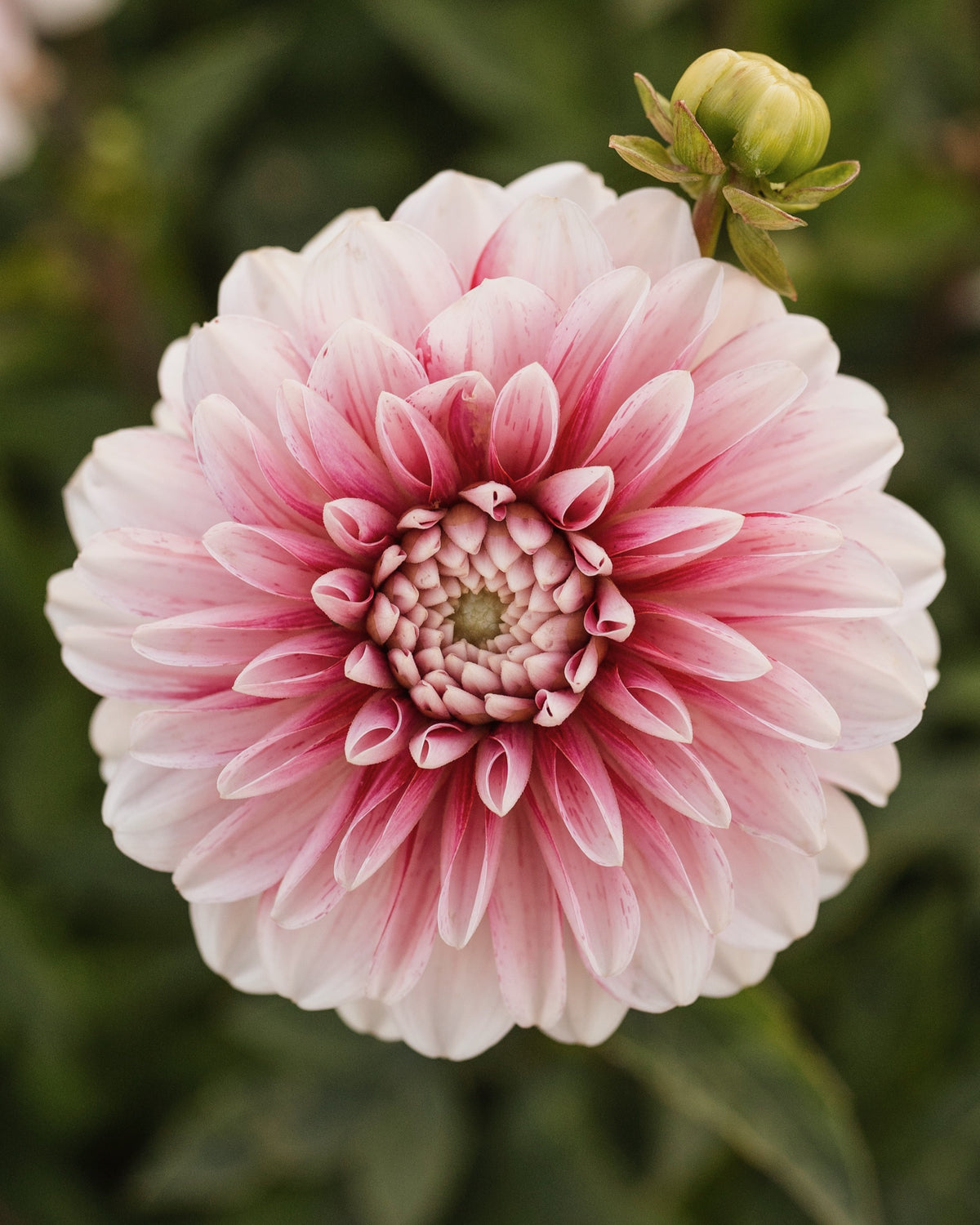 Dahlia Strawberry Cream, een van de tien soorten in dahliapakket Roze Wolk