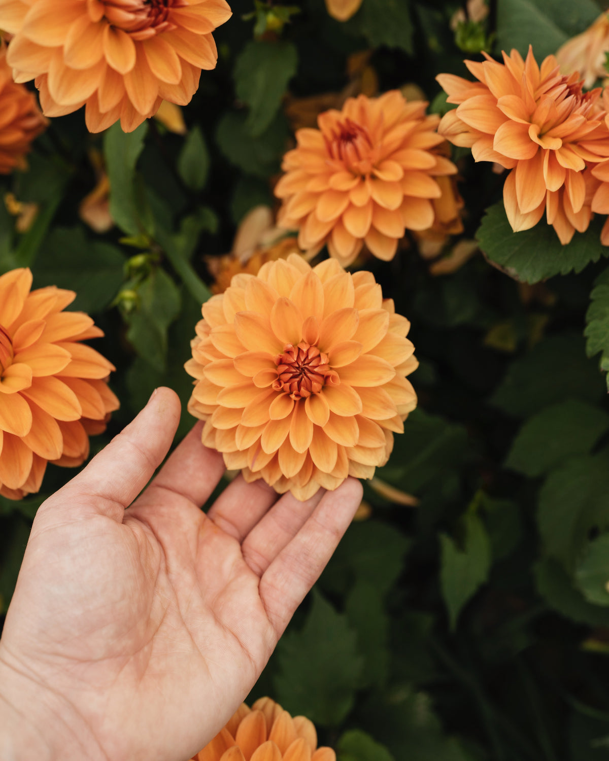 Dahlia Summerflame in bloei (oranje)