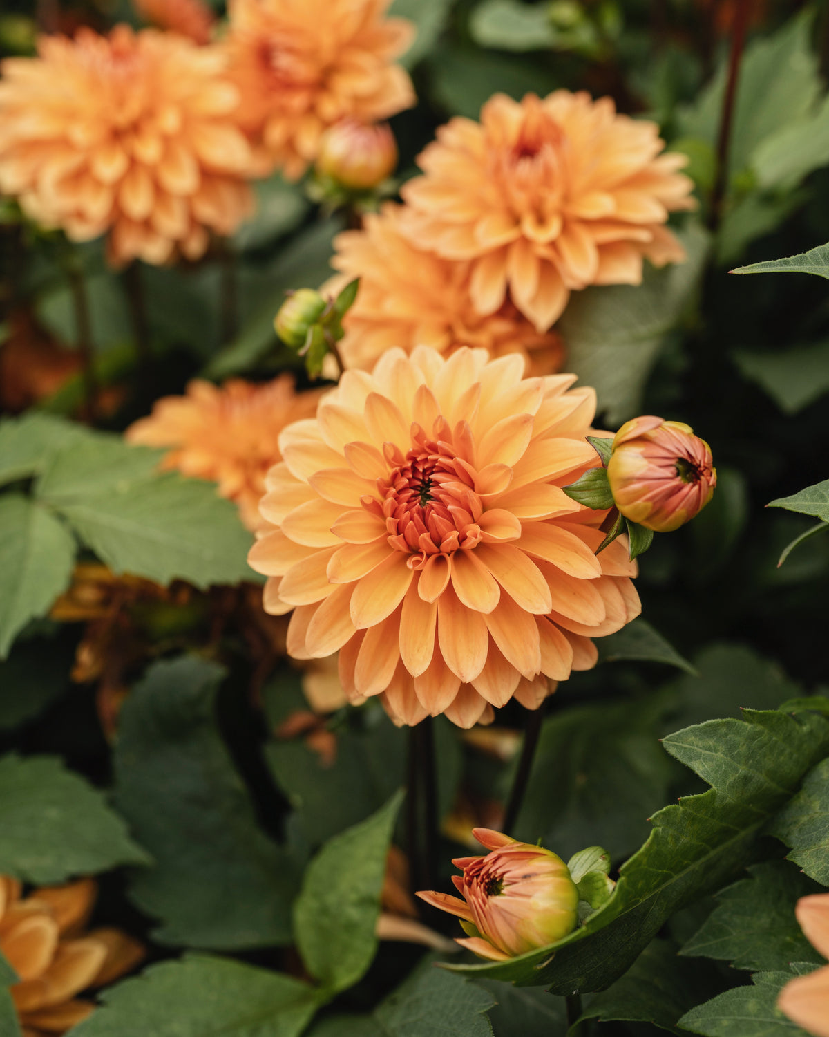Biologische dahlia Summerflame van De Groene Makers (oranje)