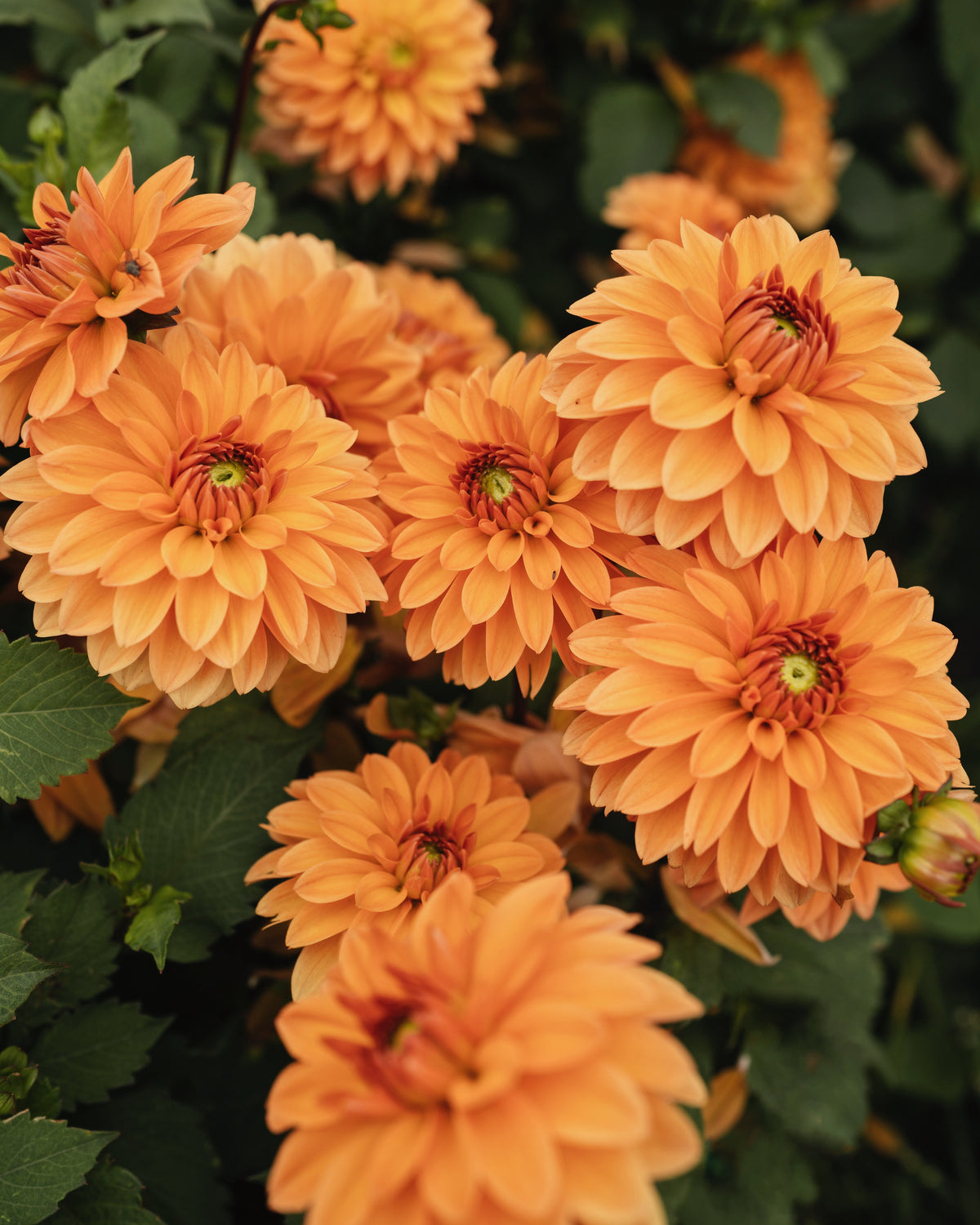 Bloem van dahlia Summerflame (oranje)