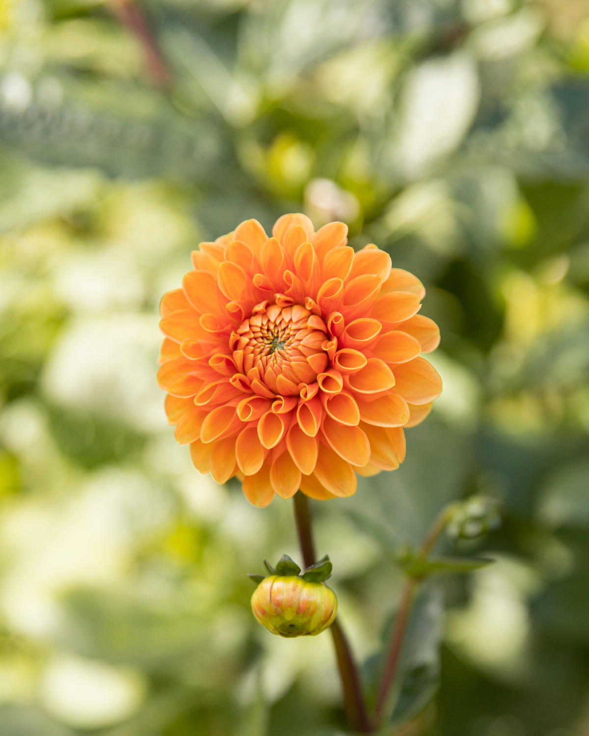 Dahlia Sylvia, een van de tien soorten in dahliapakket Gouden Uur