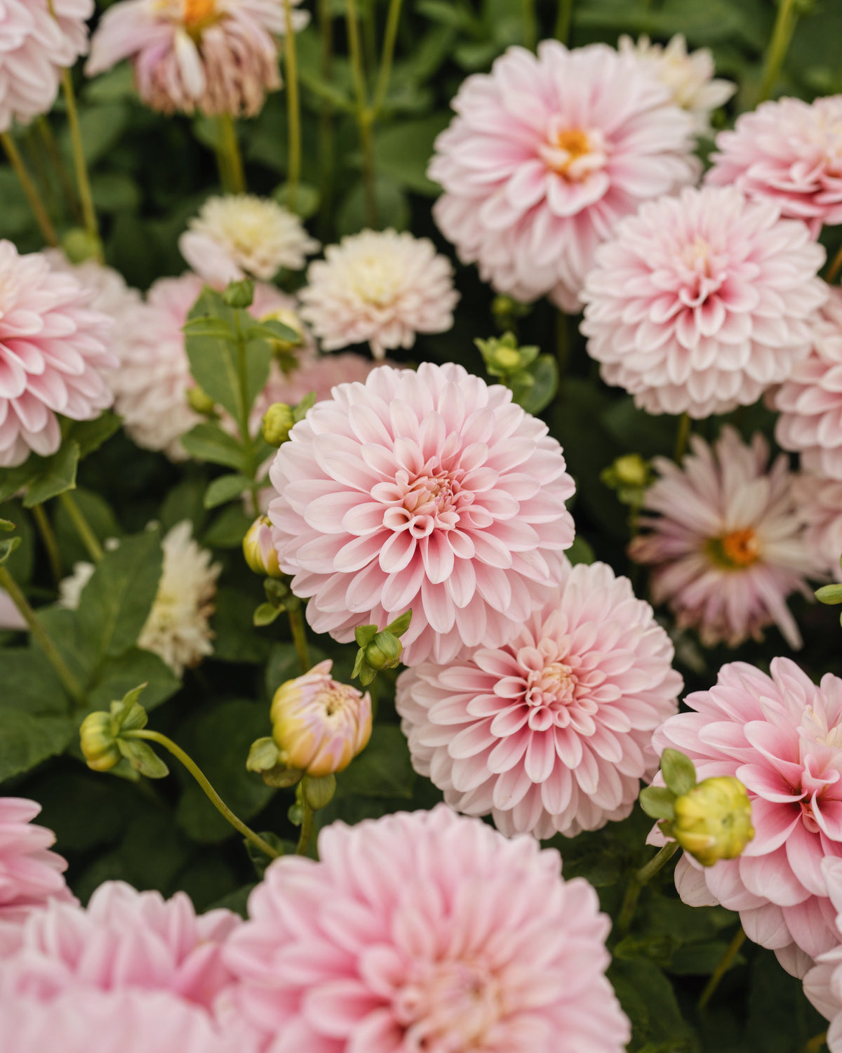 Dahlia Vera Louise in bloei (roze)