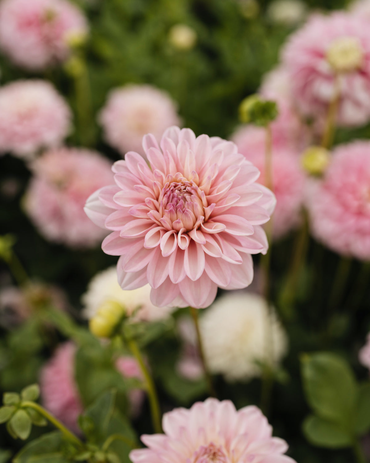 Dahlia Vera Louise, een van de tien soorten in dahliapakket Roze Wolk