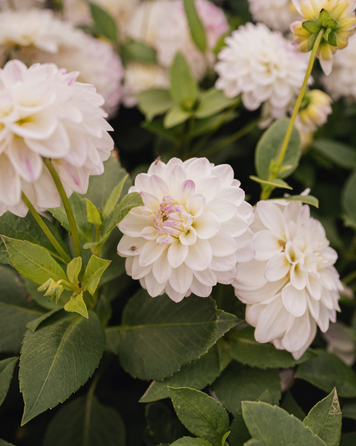 Biologische dahlia Wittem van De Groene Makers (wit met lila)