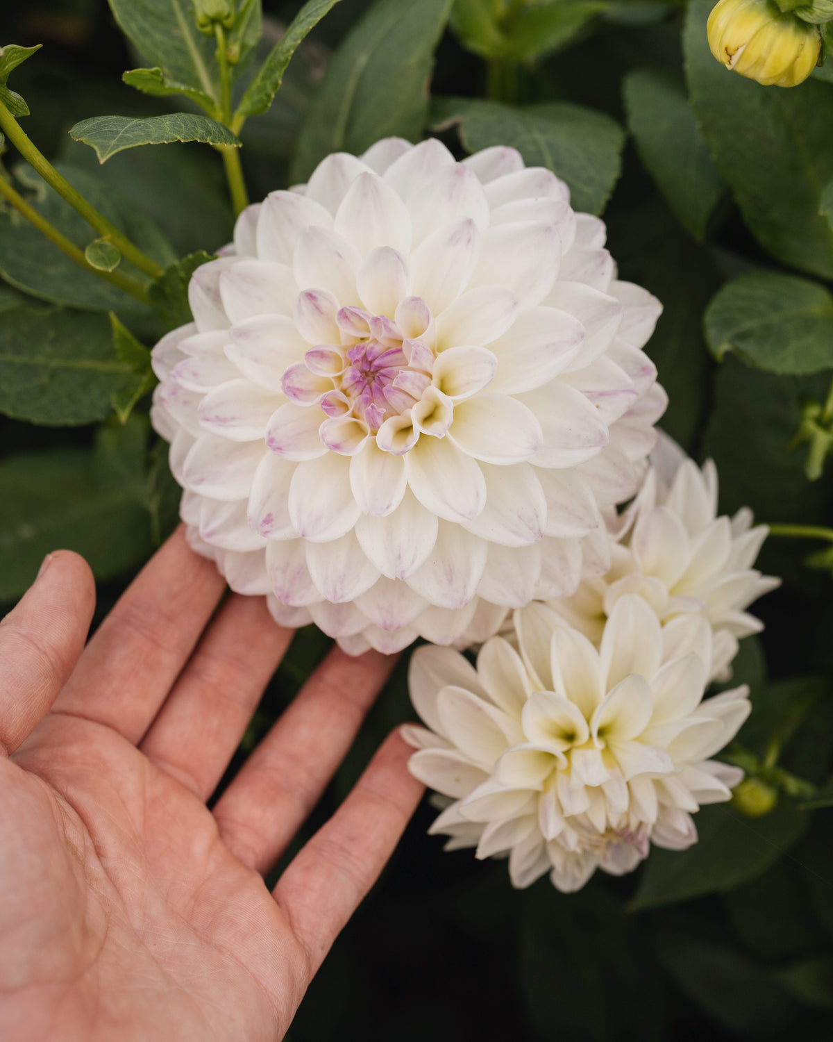 Bloem van dahlia Wittem (wit met lila)