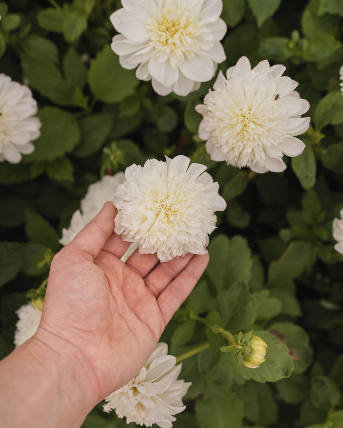Biologische dahlia Zahra van De Groene Makers (crème wit)