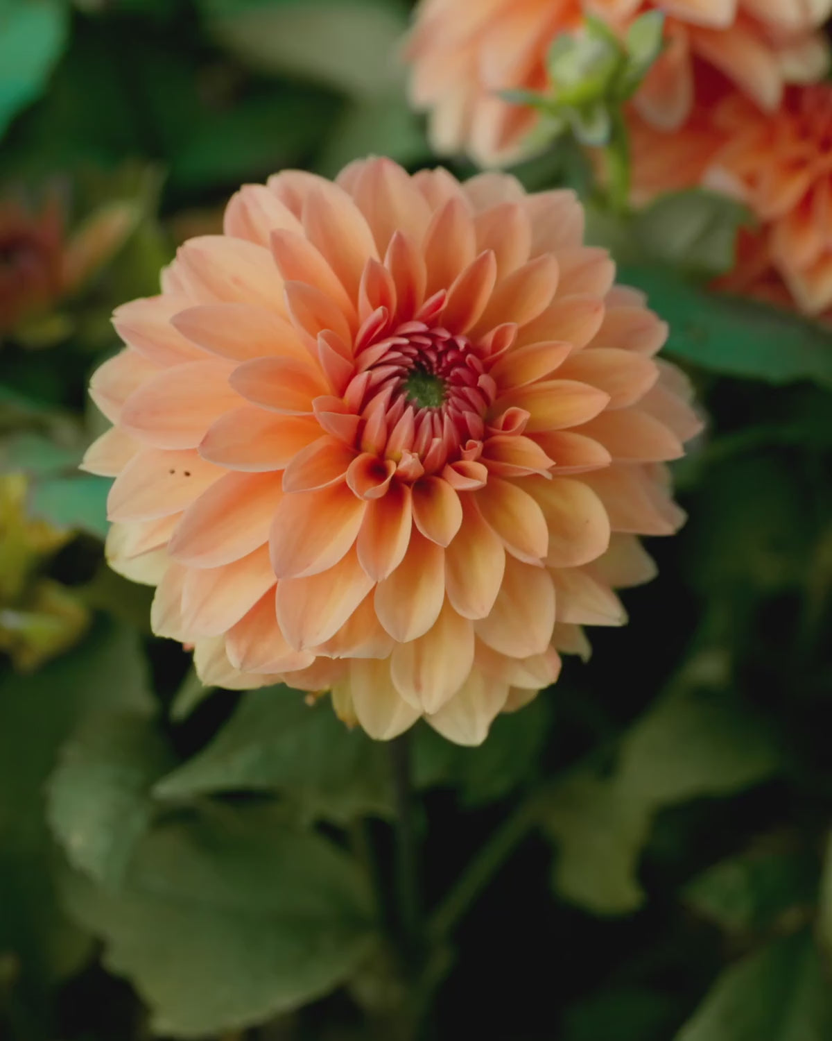 Close-up video van de bloem van dahlia ‘Summerflame’