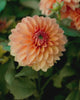 Close-up video van de bloem van dahlia ‘Summerflame’