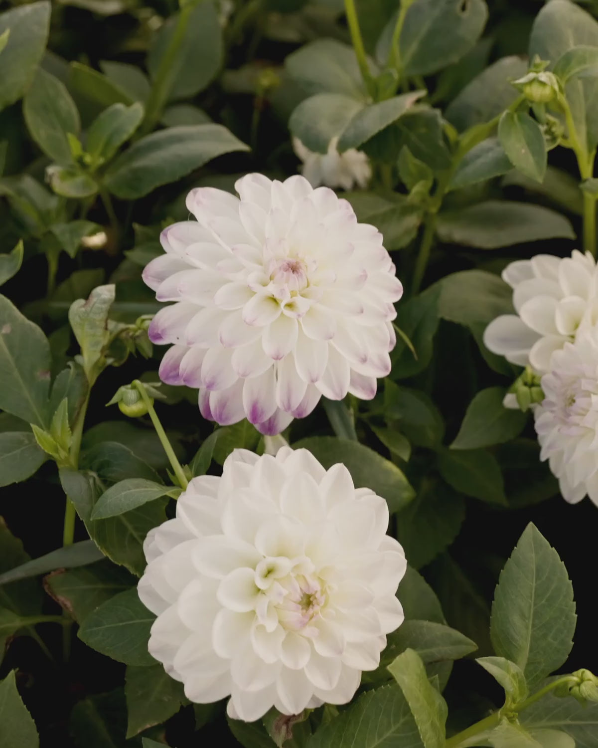 Video langs bloeiende dahlia ‘Wittem’ op het veld