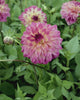 Video langs bloeiende dahlia ‘Loe’ op het veld