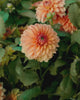 Video langs bloeiende dahlia ‘Summerflame’ op het veld