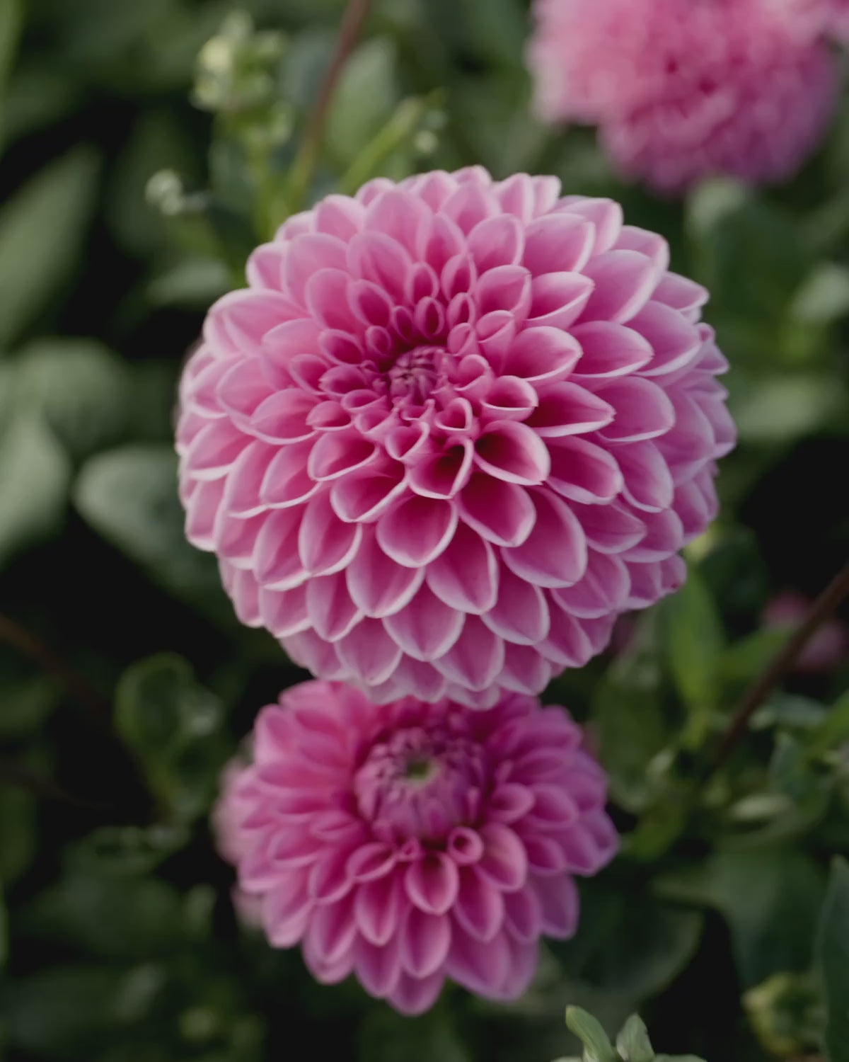 Close-up video van de bloem van dahlia ‘Sandra’