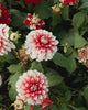Video langs bloeiende dahlia ‘Larry’s Love’ op het veld