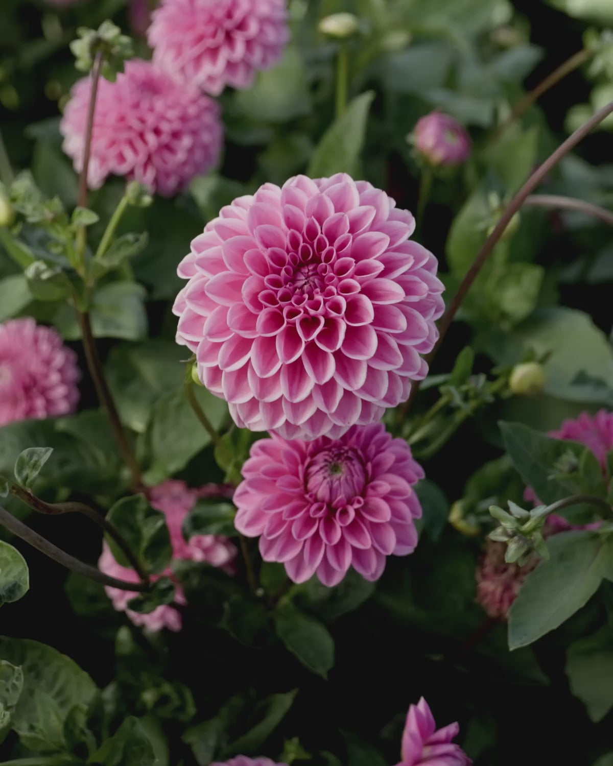 Video langs bloeiende dahlia ‘Sandra’ op het veld