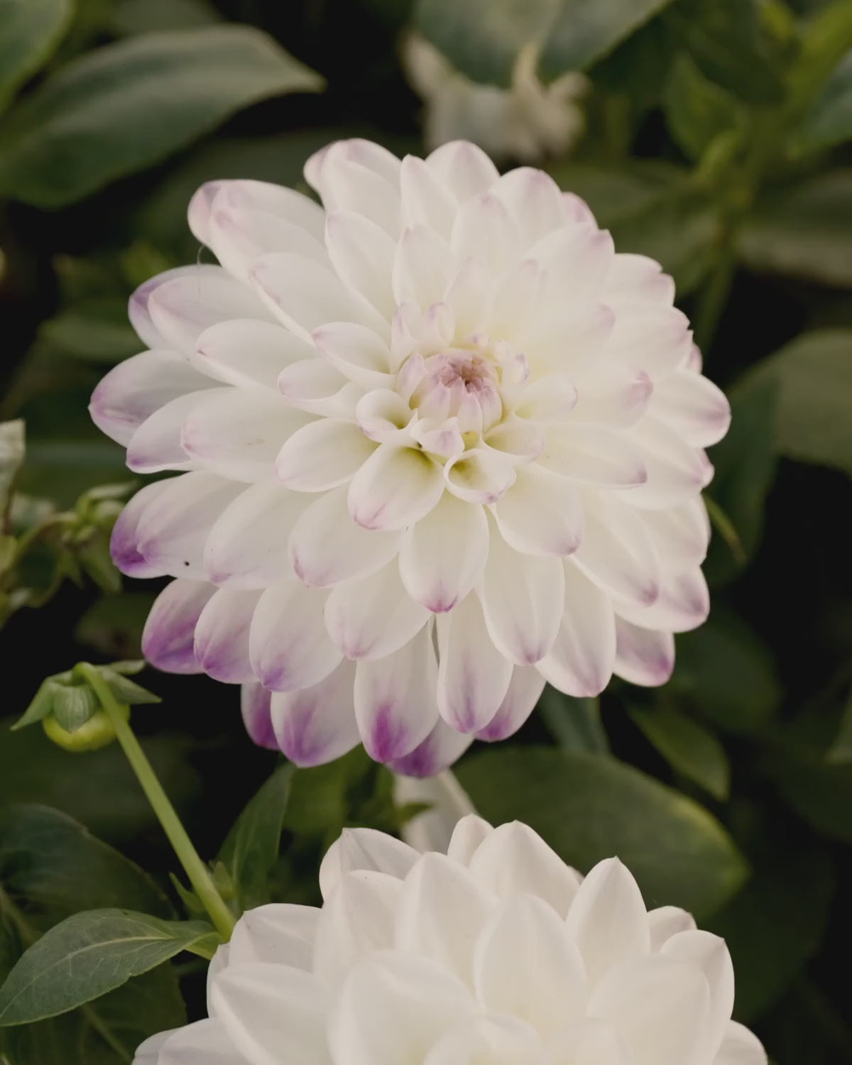 Close-up video van de bloem van dahlia ‘Wittem’