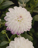 Close-up video van de bloem van dahlia ‘Wittem’