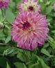 Close-up video van de bloem van dahlia ‘Loe’