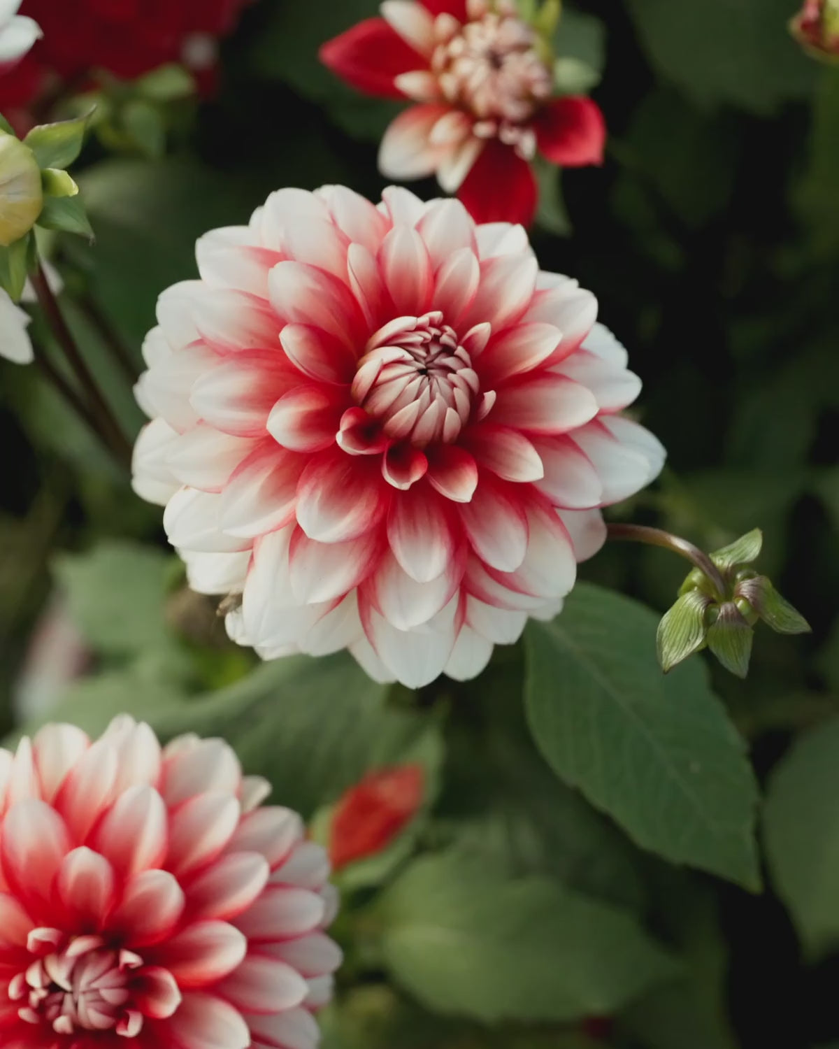 Close-up video van de bloem van dahlia ‘Larry’s Love’