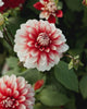 Close-up video van de bloem van dahlia ‘Larry’s Love’